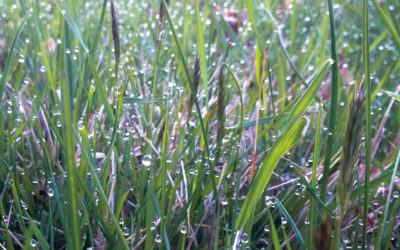 The Dew on the First of May