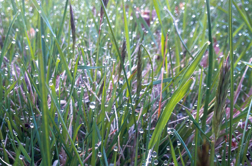 The Dew on the First of May