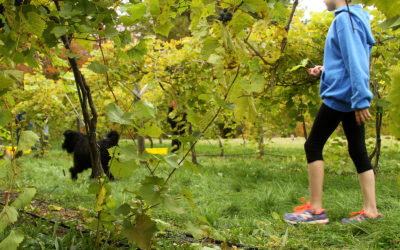 Grape Picking in a Vermont Vineyard